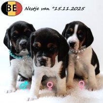 nestje Beagle pups 151125 - Beschikbaar op 100126.jpg