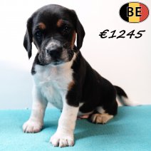 Beagle 151125 M(BE) 231225 - Beschikbaar op 100126.jpg