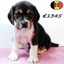 Beagle 151125 F(BE2) 231225 - Beschikbaar op 100126.jpg