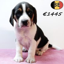 Beagle 151125 F(BE1) 231225 - Beschikbaar op 100126.jpg