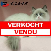 Ragdoll 080725 F(CZ0631) 251125 verkocht - vendu.jpg