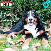 Berner Sennen Titus 260625 M(HU7286) 231225.jpg