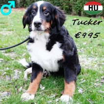 Berner Sennen Tucker 260625 M(HU7287) 231225.jpg