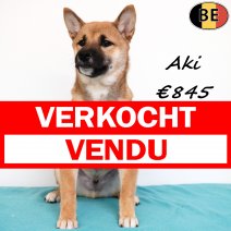 Shiba Inu Aki 140825 M(BE0801) 141225 verkocht - vendu.jpg