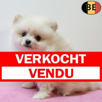 Keesje 111025 F(BE9616) 101225 verkocht - vendu.jpg