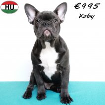 Franse Bulldog Koby 190525 M(HU3341) 191125..jpg