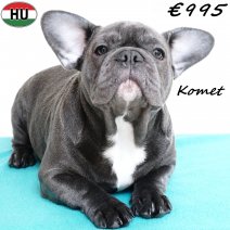 Franse Bulldog Komet 190525 M(HU3342) 191125..jpg