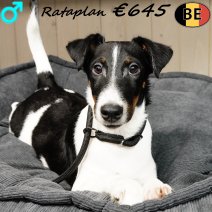 Engelse Fox Rataplan 050825 M(BE1318) 241225.jpg