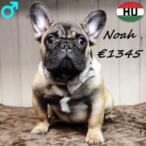 Franse Bulldog Noah 260625 M(HU3427) 241225.jpg