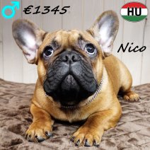 Franse Bulldog Nico 260625 M(HU3420) 241225.jpg
