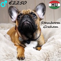 Franse Bulldog Graham 300625 M(HU9085) 241225.jpg
