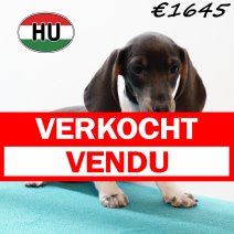 Teckel 310725 F (HU7218) 191125 verkocht - vendu.jpg