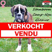 Boxer Camp-Nou Glamur 100725 F(HU0277) 231225 verkocht - vendu.jpg