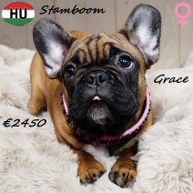 Franse Bulldog Grace 300625 F(HU9093) 241225.jpg