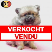 Keesje 091025 F(BE4410) 101225 verkocht - vendu.jpg