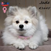 Keesje Jade 130625 F(SK2287) 261225.jpg