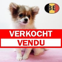 Pomchi 150825 F (BE1083) 261125 verkocht - vendu.jpg
