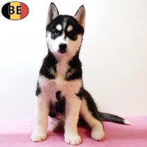 Husky 221025 F(BE1119) 261225.jpg