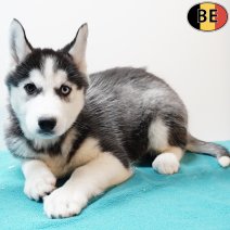 Husky 221025 M(BE1127) 261225.jpg