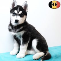 Husky 221025 M(BE1123) 261225.jpg