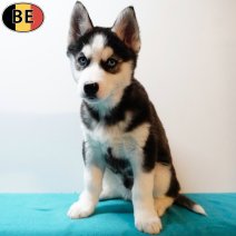 Husky 221025 M(BE1132) 261225.jpg