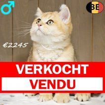 Britse Korthaar Chinchilla Gold 090925 M(BE1093) 261225.jpg