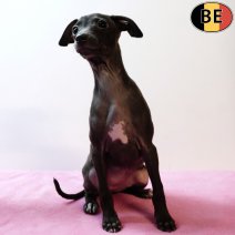 Italiaanse Windhond 181025 F(BE5172) 261225.jpg