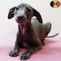 Italiaanse Windhond 171025 F(BE4254) 261225.jpg