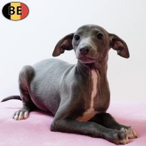 Italiaanse Windhond 171025 F(BE4997) 261225.jpg