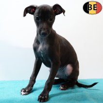 Italiaanse Windhond 181025 M(BE4971) 261225.jpg