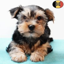Yorkshire Terrier 221025 M(BE4895) 261225.jpg