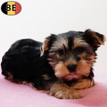 Yorkshire Terrier 221025 F(BE4251) 261225.jpg