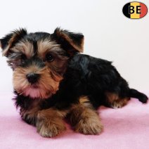 Yorkshire Terrier 221025 F(BE4911) 261225.jpg