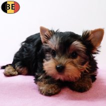 Yorkshire Terrier 141025 F(BE3780) 261225.jpg