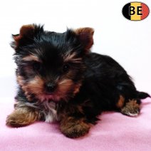 Yorkshire Terrier 141025 F(BE4687) 261225.jpg