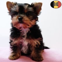 Yorkshire Terrier 141025 F(BE2131) 261225.jpg