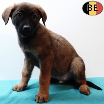Duitse Herder X Labrador 191025 M(BE1049) 261225.jpg