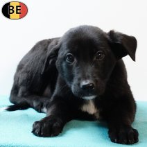 Duitse Herder X Labrador 191025 M(BE1265) 261225.jpg