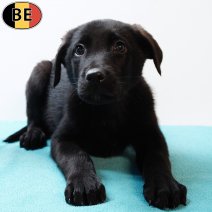 Duitse Herder X Labrador 191025 M(BE6847) 261225.jpg