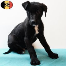 Duitse Herder X Labrador 191025 M(BE1046) 261225.jpg