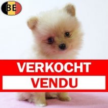 Keesje 111025 F(BE9820) 101225 Verkocht - Vendu.jpg