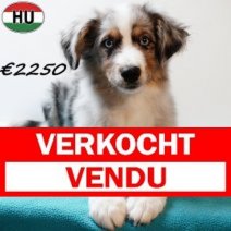 Miniature American Shepherd 050925 M(HU6582) 201225 Verkocht - Vendu.jpg