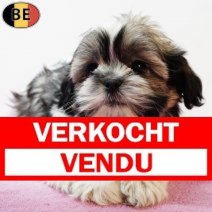 Shih Tzu 290925 F(BE1037) 031225 Verkocht - Vendu.jpg
