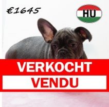 Franse Bulldog 020825 F (HU7374) 191125 Verkocht - Vendu.jpg