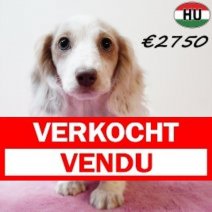 Teckel Langhaar 310825 F (HU8519) 201225 Verkocht - Vendu.jpg