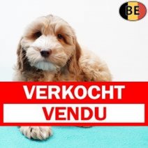 Cockapoo 010925 M(BE1096) 141125 Verkocht - Vendu.jpg