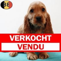 Engelse Cocker 300925 M(BE5120) 031225 Verkocht - Vendu.jpg