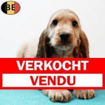 Engelse Cocker 300925 M(BE5286) 031225 Verkocht - Vendu.jpg