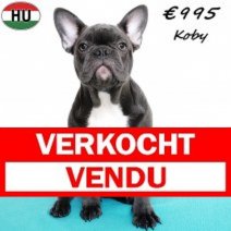 Franse Bulldog Koby 190525 M(HU3341) 191125 Verkocht - Vendu.jpg