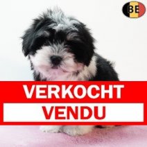 Havanezer 150925 F(BE4586) 211125 Verkocht - Vendu.jpg
